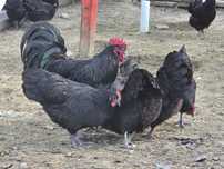 Gaini australorp negru