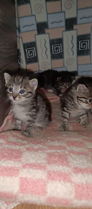 Котёнок, возраст 1 месяц