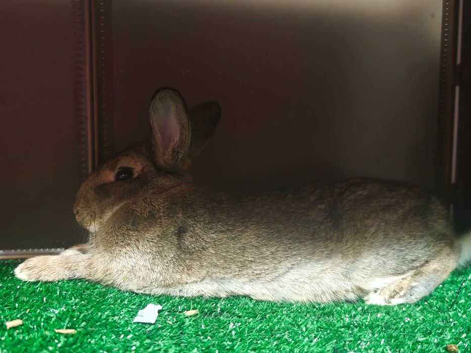 Холандски джуджета