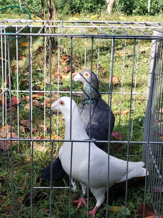 Porumbei voiajori stil vechi de vanzare