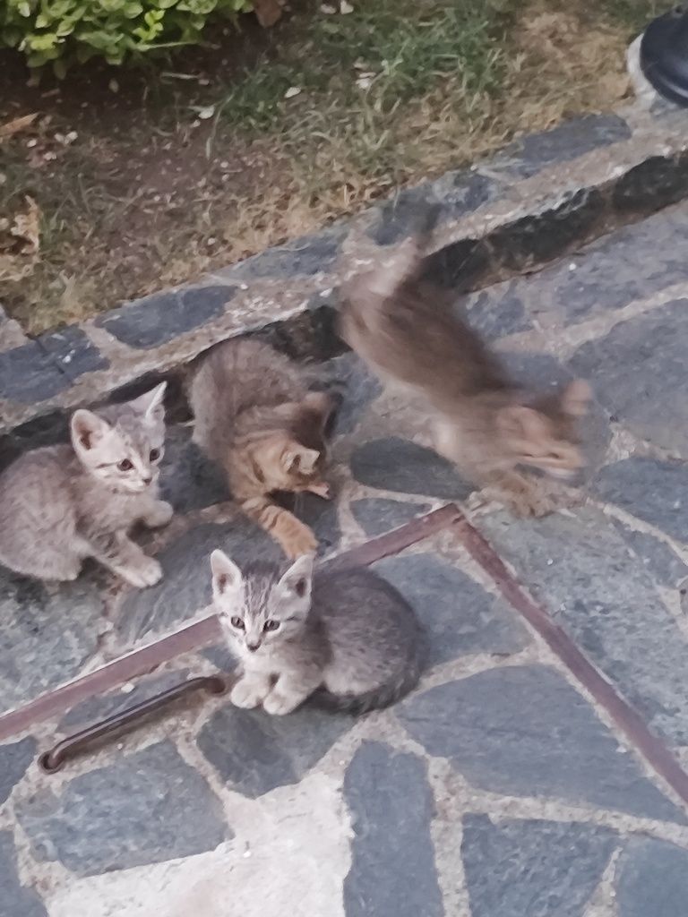 Подарявам 4 котета