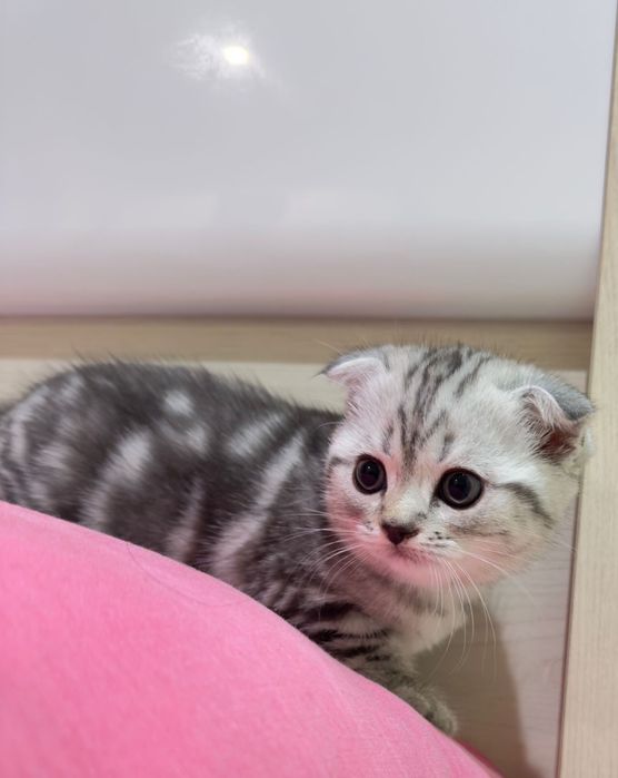 Продаются милые породистые котята и мать, цена договорная