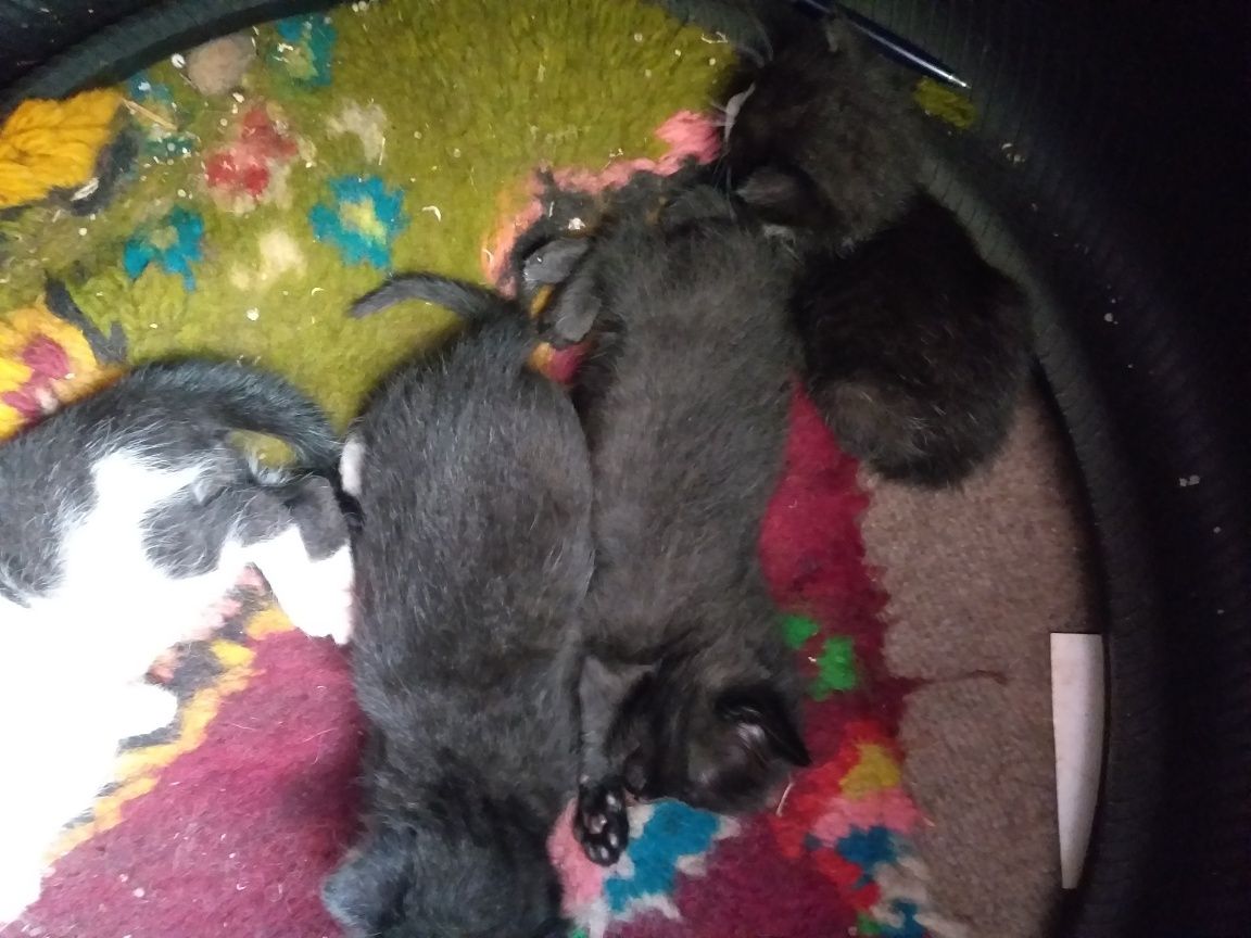 Подарявам малки котета