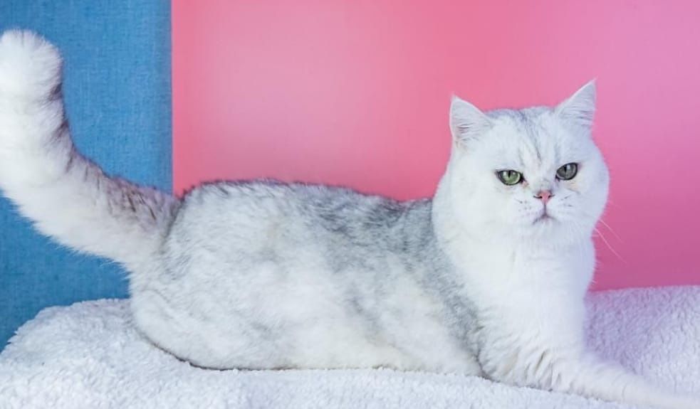 Вязка, случка кота