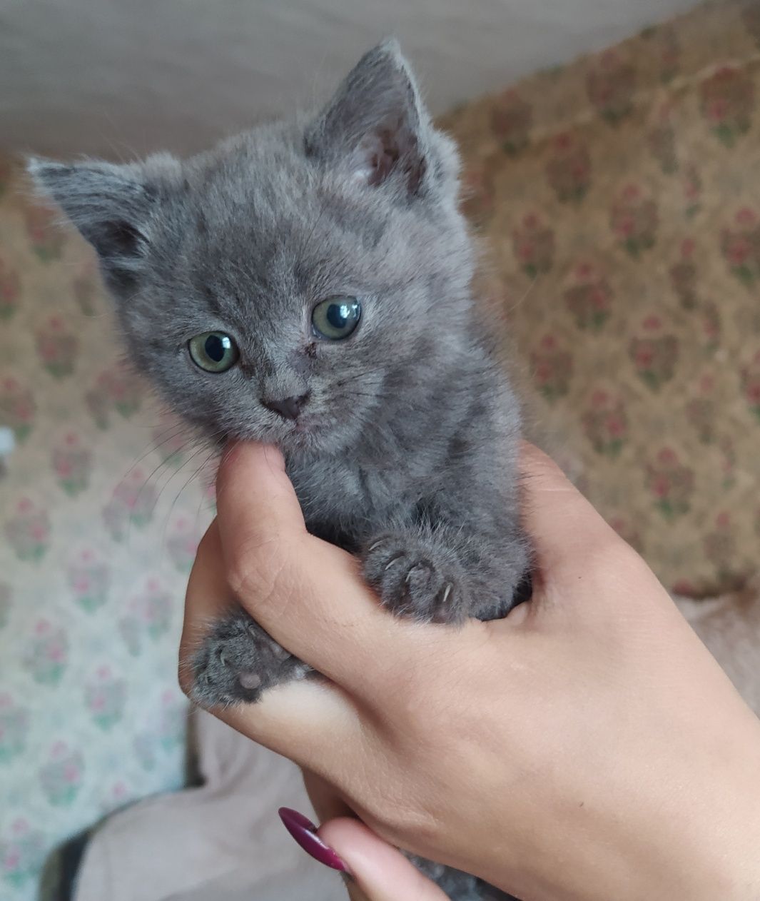 Британский котёнок девочка