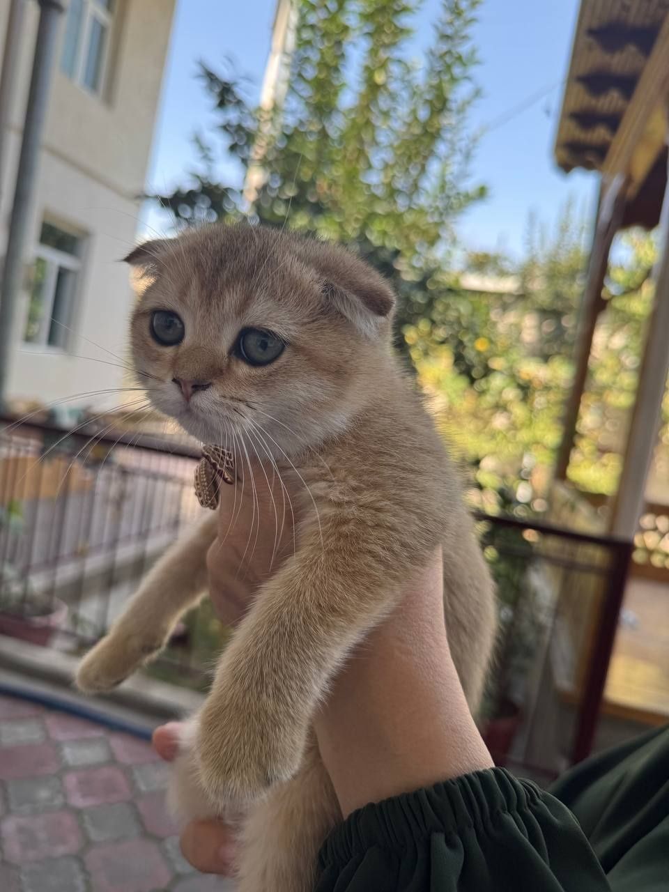 Срочно продам британский шиншиллы
