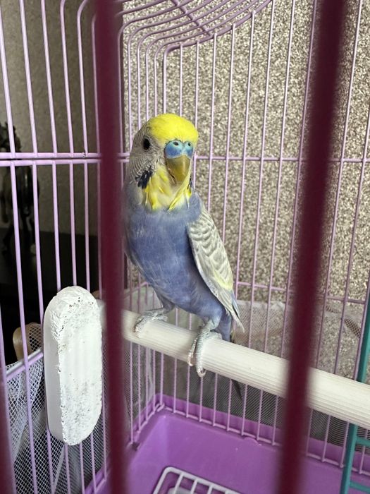 Продам попугая волнистого с клеткой