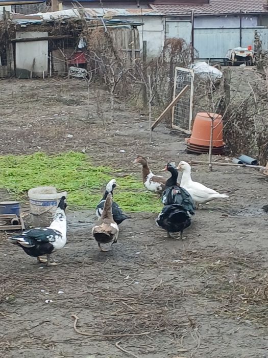 Vând rațe mute și rățoi.