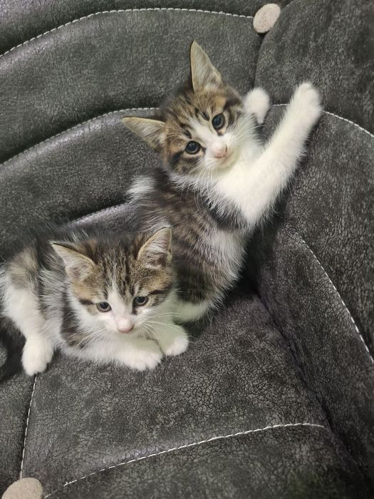 Chiroyli shirintoy turkangora bolalari