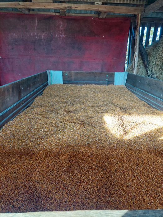 Porumb boabe 2025 (asigur transport)