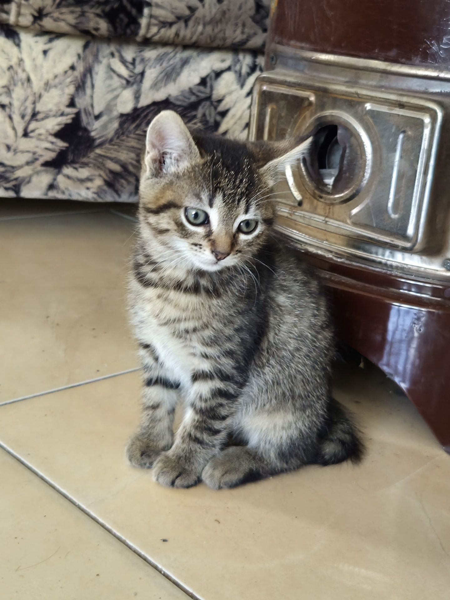 Котенца търсят своят дом