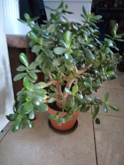 Planta banilor (Crassula ovata, copacul banilor)