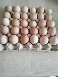 De vânzare ouă pentru consum