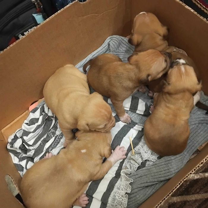 Prodavat se chisto kruvni pitbuli