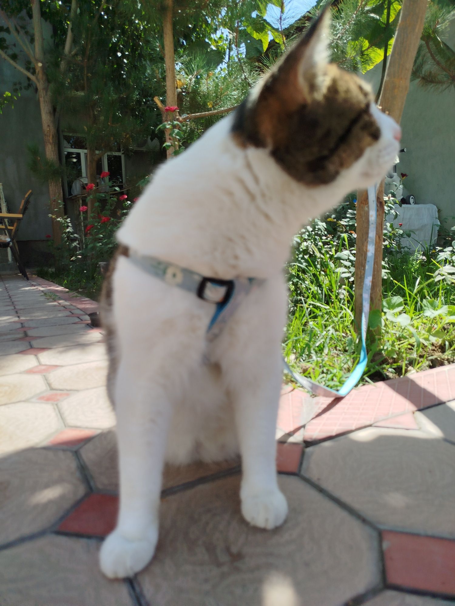 Gigant mushuk uy mushugi