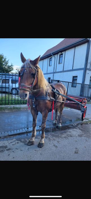 Cal de vanzare culoare Blond