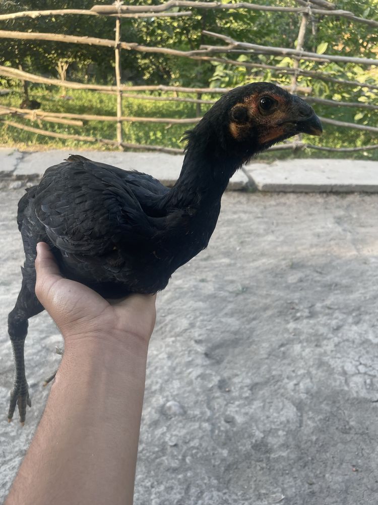 Dakan joja sotiladi