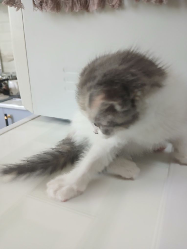 Scottish fold sotladi (pul zarl bundan arzon narxda topomisla)