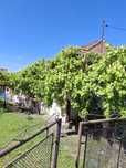Vând casă bătrânesc și 966 m2 pământ intravilan