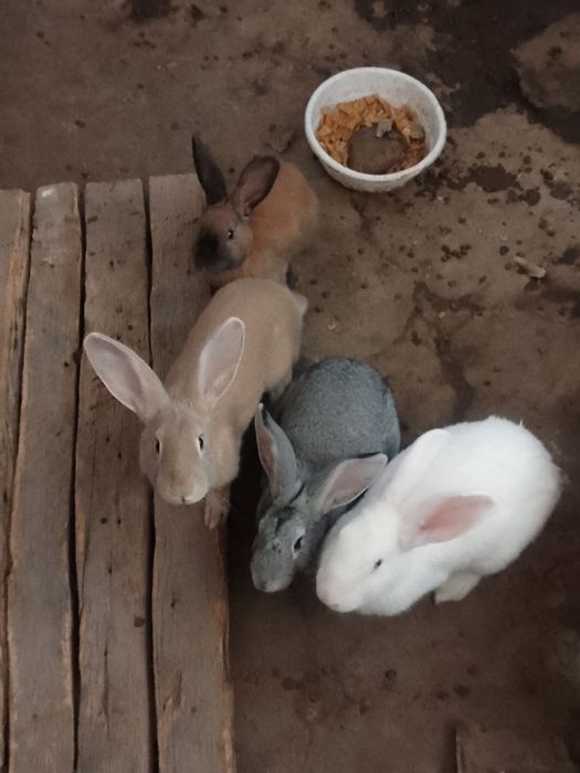 Quyonlar bor sotiladi