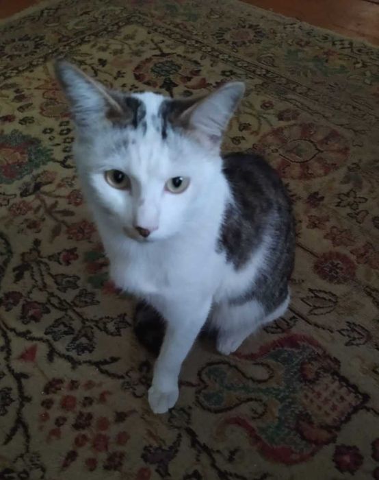 Отдам молодого кота