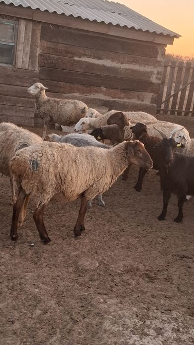 Жақсы қойлар асырағанға