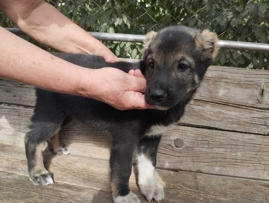 Щенки тобет-дёбёт-алабай