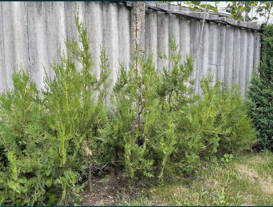 Vand braduti tuia de gradina