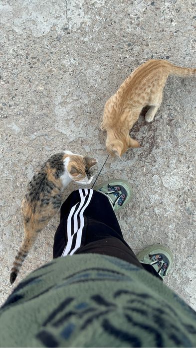Отдам котят в хорошие руки !