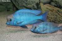 цихлиды малави голубой  дельфин  самцы