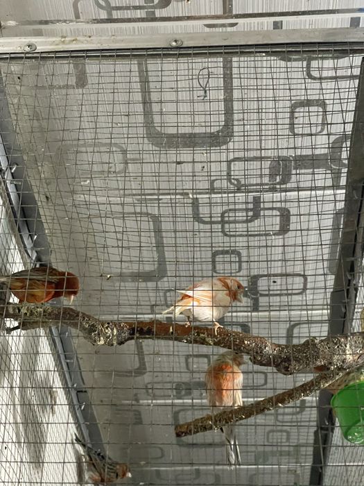 канарейка мода чорный красный мазайка