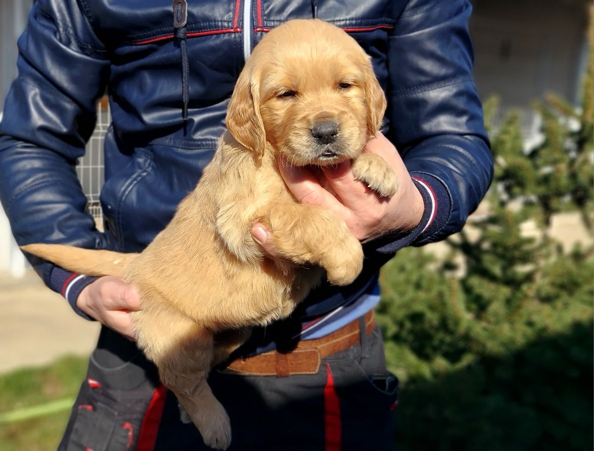 Golden Retriever crem cu certificat tip A