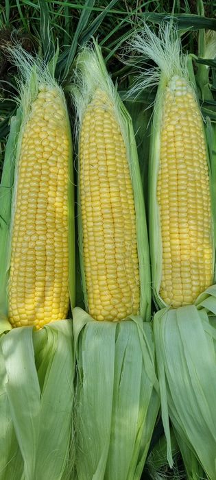 Porumb zaharat proaspat