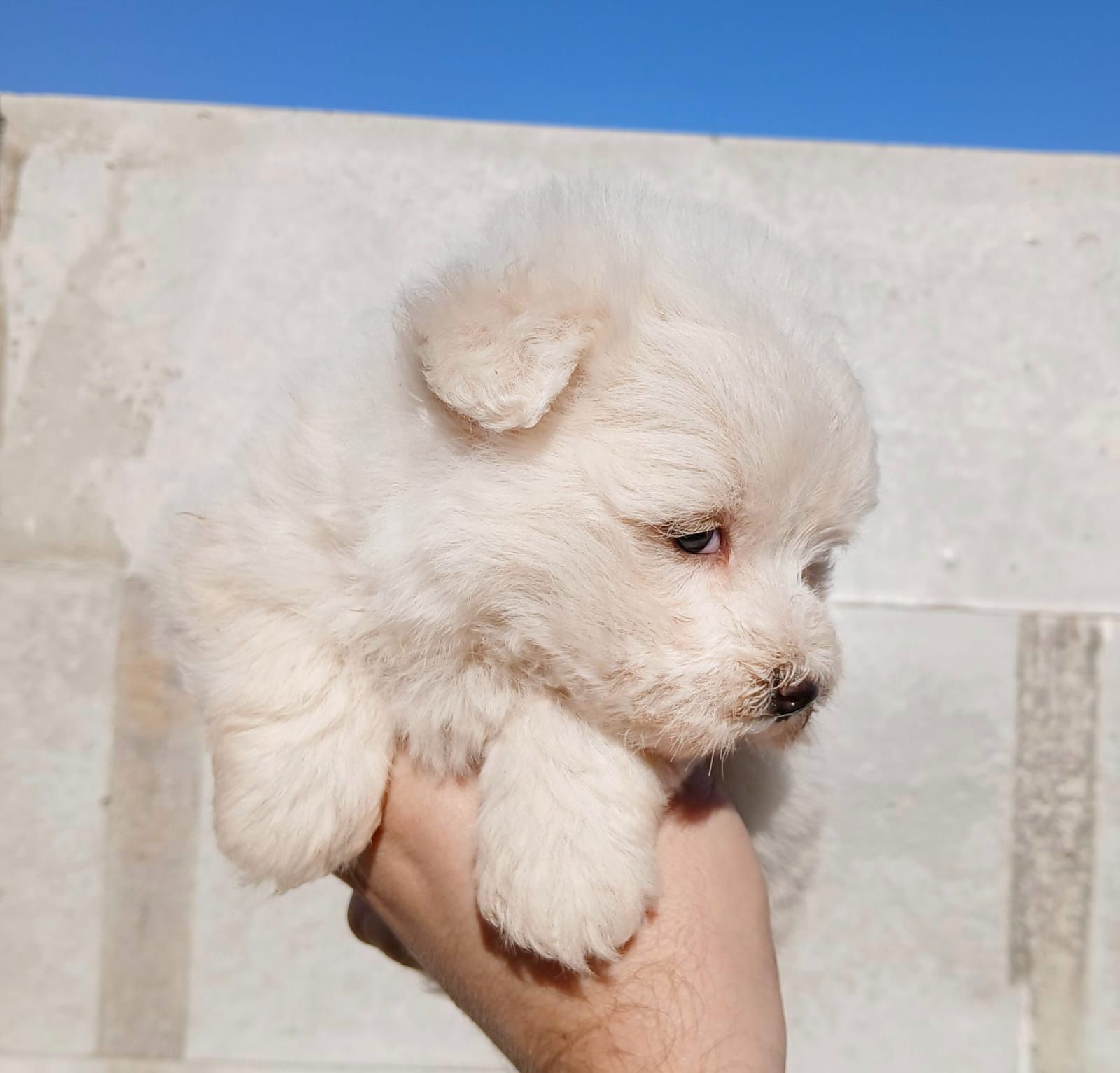 Asigur transport !!! Pui Bichon Maltez mini toy de exceptie !!!