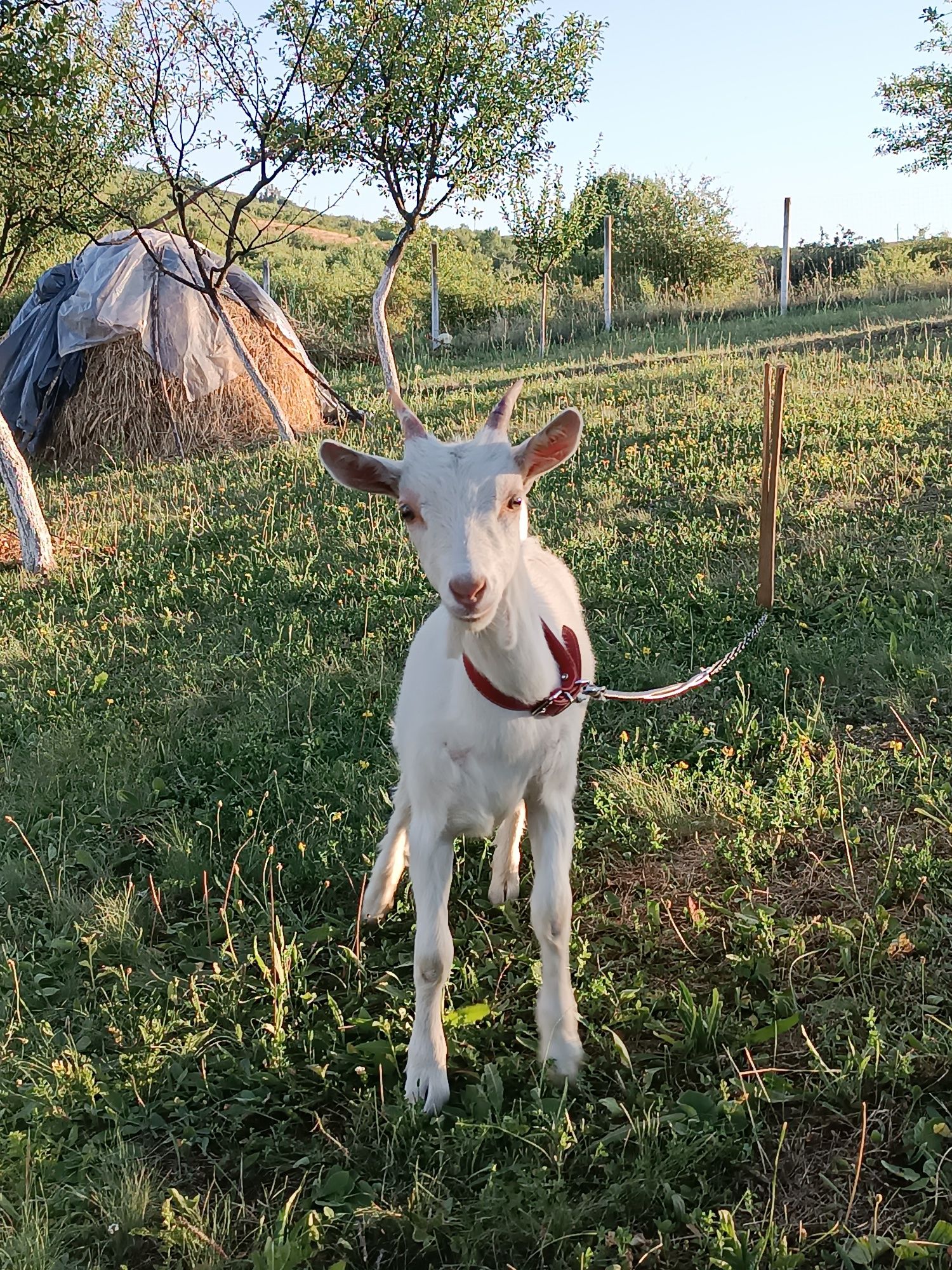 Capra cu 2  Ieduti
