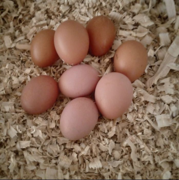 Домашние яйца 55