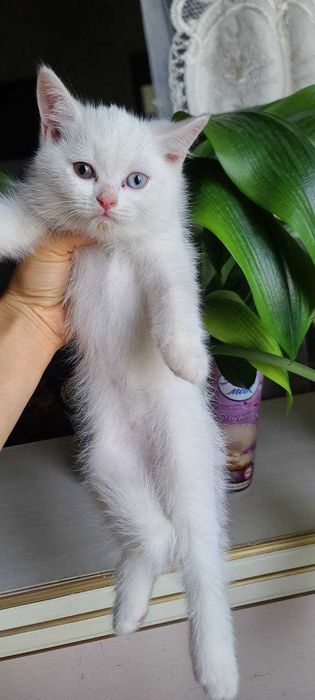 Sotiladi Scottish fold(stray) продажа скоттиш фолд[страй)