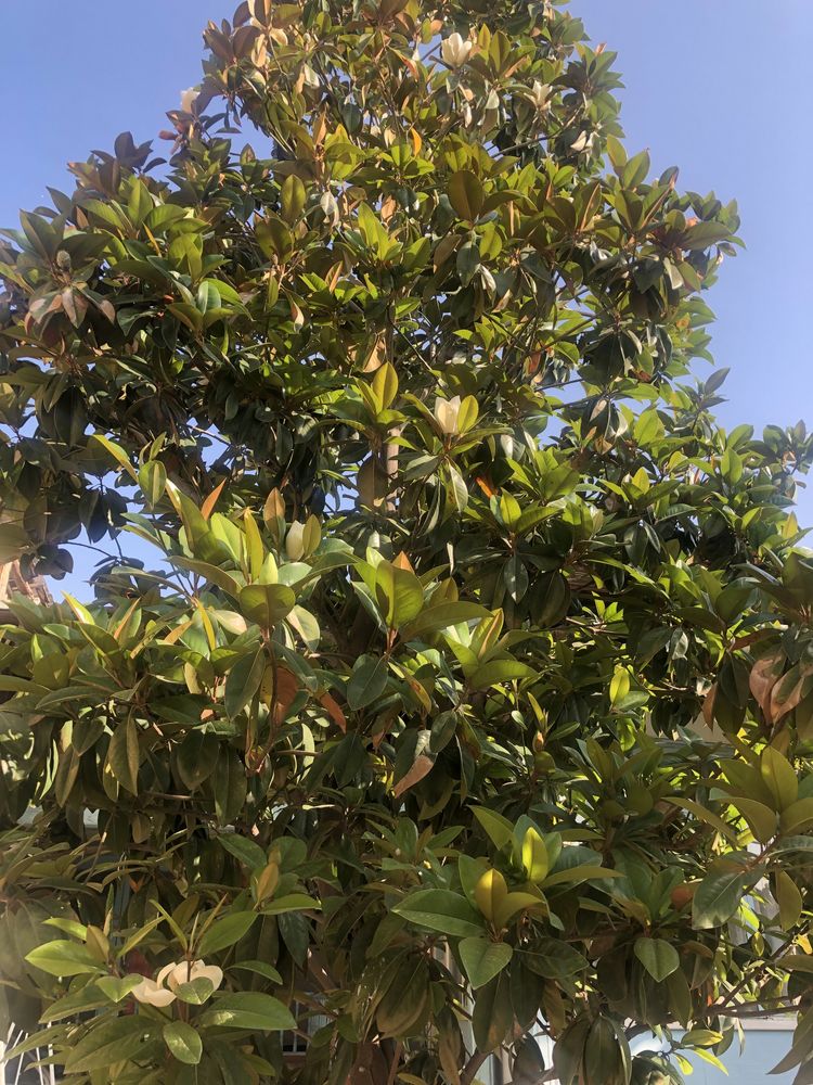 magnoliya daraxti