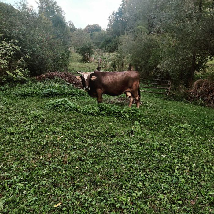 Vaca gestanta in 8 luni