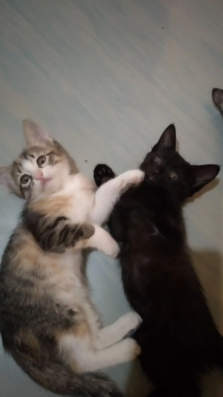 Котята объявления