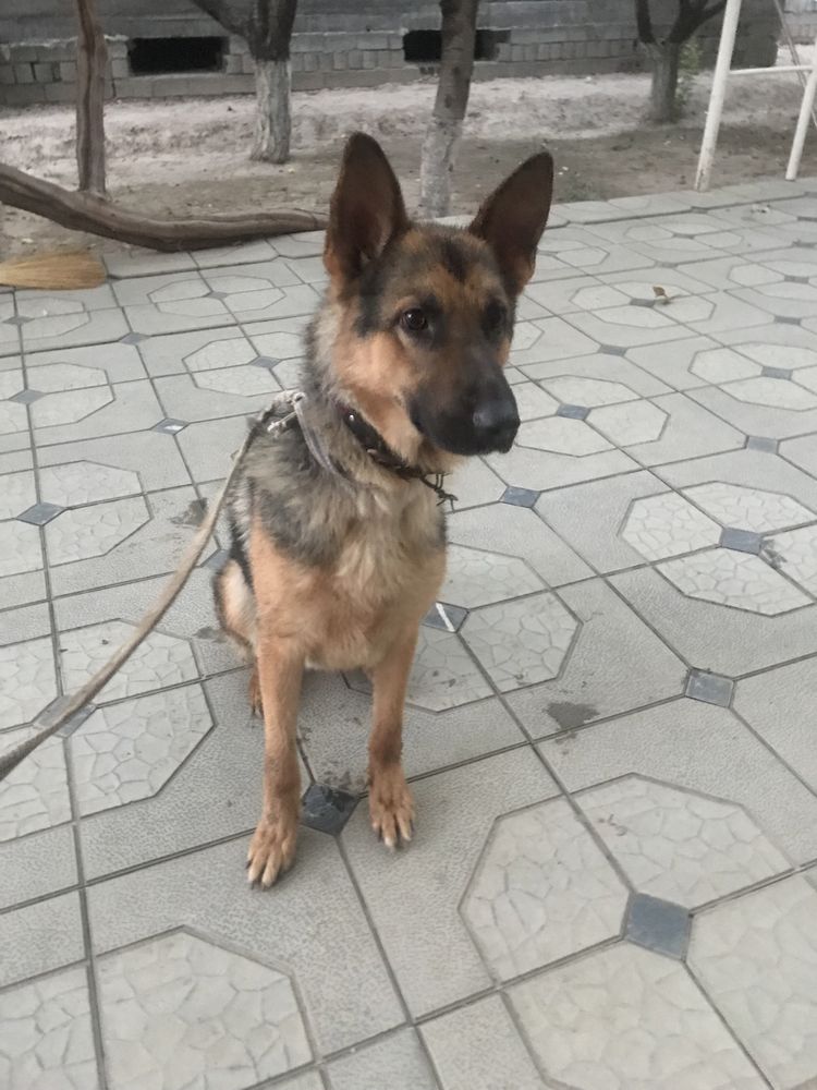 Nemetski afcharka