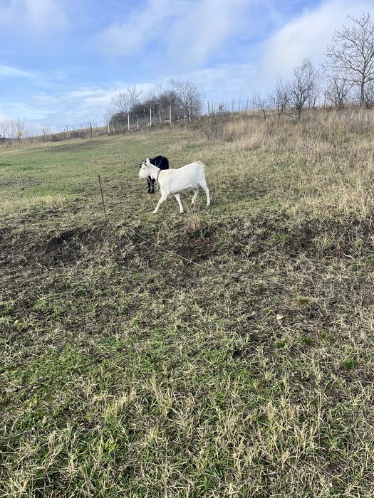 Vand o capra bune deafata rasa sanei si un tap alpina