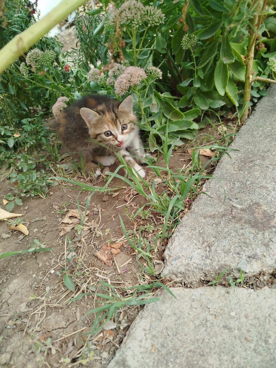 Отдам Даром красивых котят