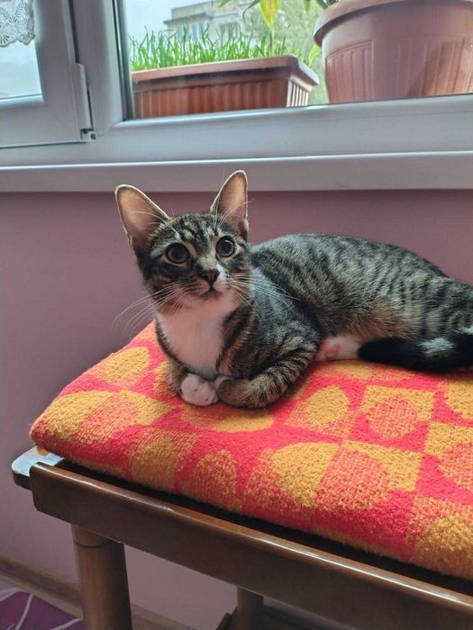 Котенца на 5 месеца търсят дом.