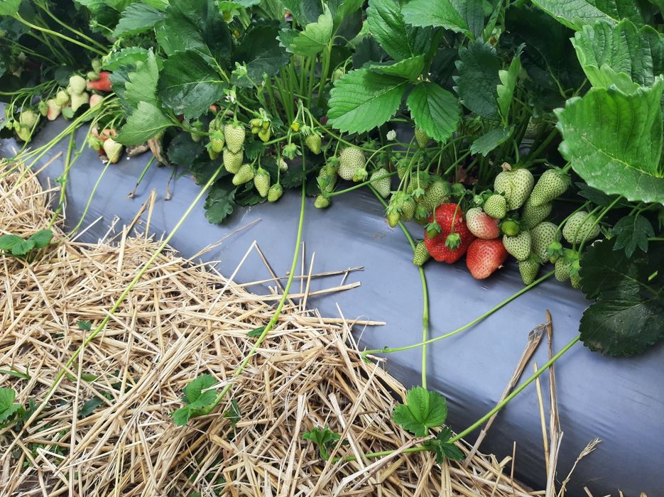 Stoloni Capsuni Remontante ALBION și soiuri anuale