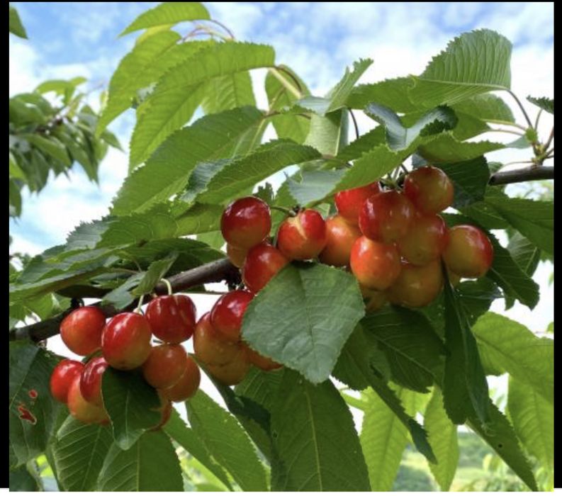 Cireș amar soiul Galata
