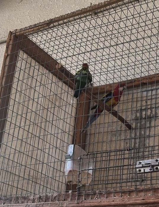 Розелла пара 250$