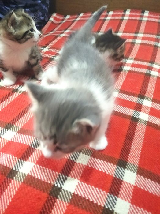 Отдам котят даром