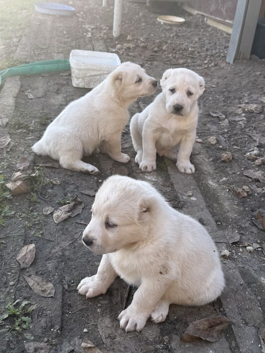 Страхотни кутрета Сао алабай