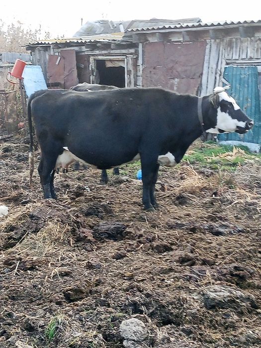 Продам коровы стельный